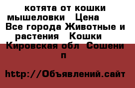 котята от кошки мышеловки › Цена ­ 10 - Все города Животные и растения » Кошки   . Кировская обл.,Сошени п.